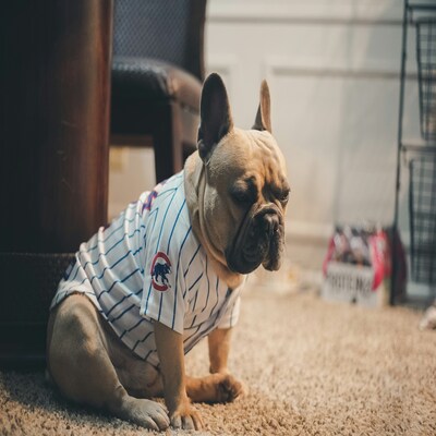 Pet Wear 0