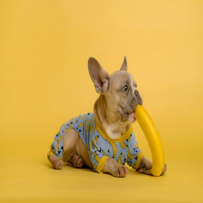 Pet Wear 1